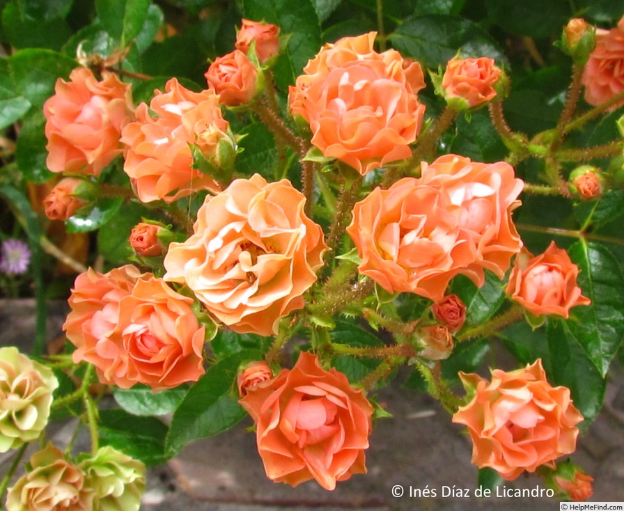 'Orange King (polyantha, Cutbush, 1922)' rose photo