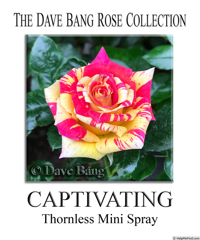 'Captivating' rose photo