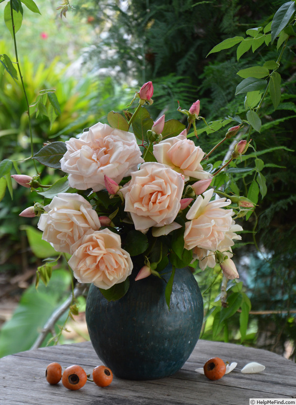 'G. Nabonnand (Tea, Nabonnand 1888)' rose, click to enlarge 'G. Nabonnand (Tea, Nabonnand 1888)' rose photo