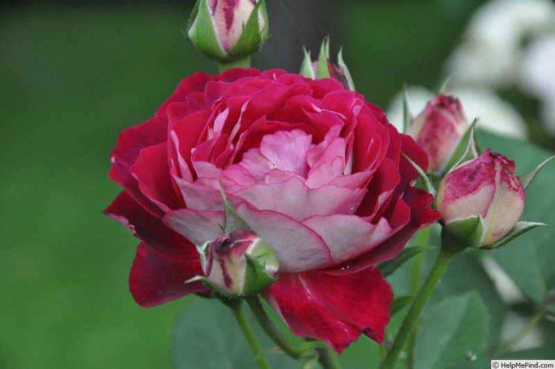 'Belle de Segosa®' rose photo