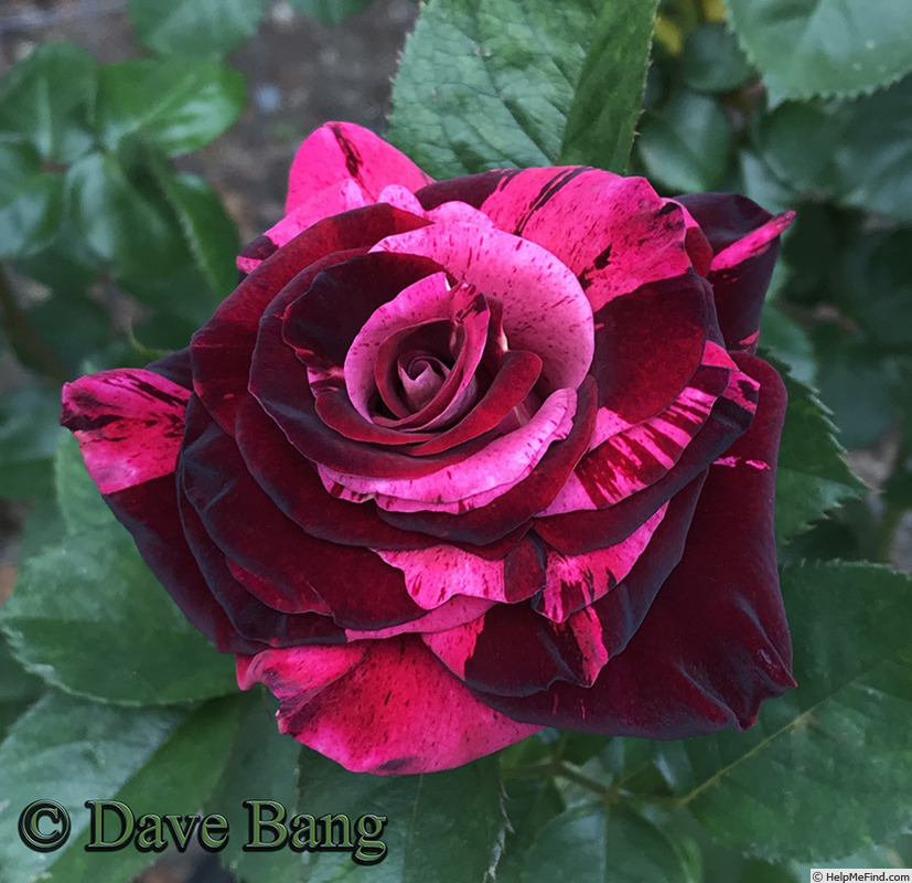 'A Night of Magic' rose photo