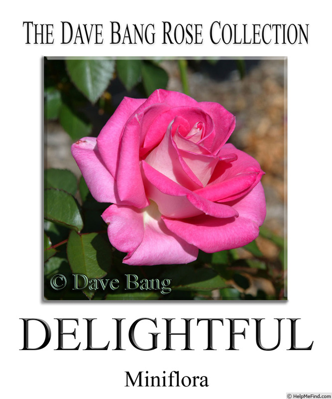 'Delightful (miniflora, Bang)' rose photo