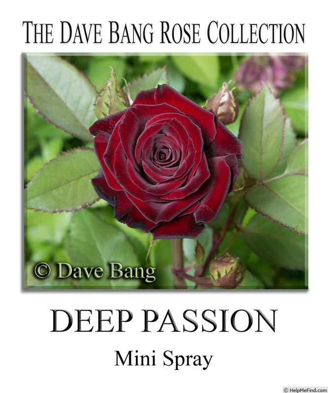 'Deep Passion' rose photo