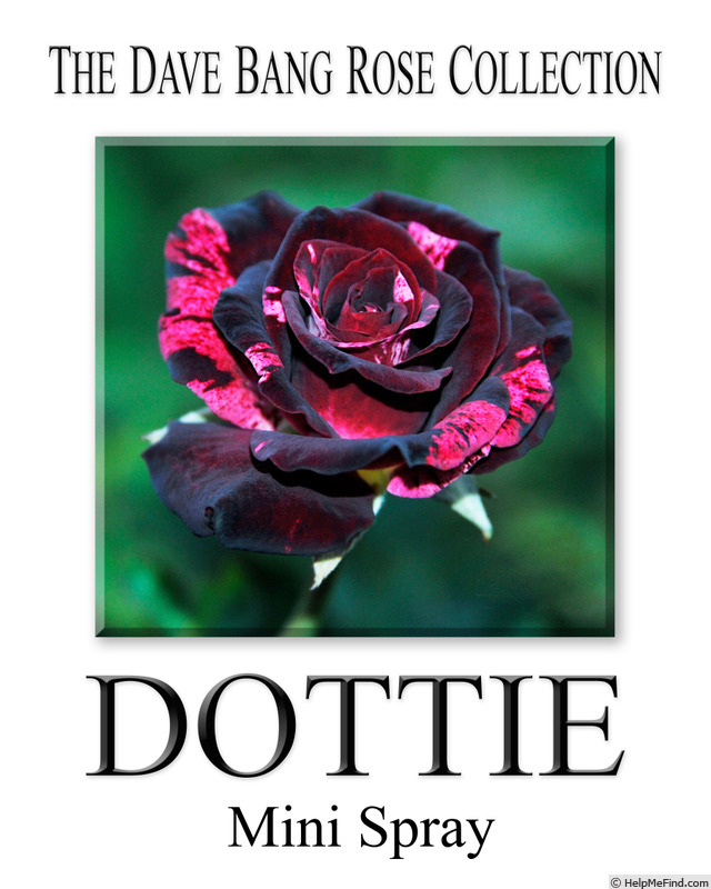 'Dottie' rose photo