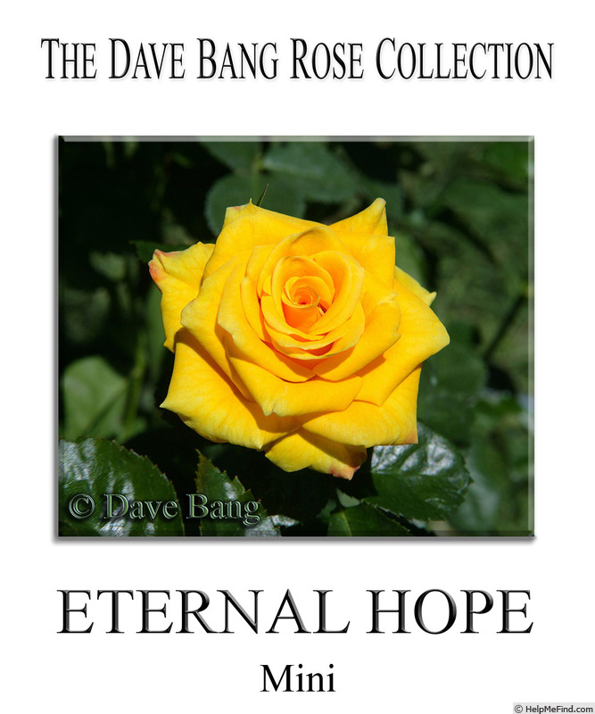'Eternal Hope' rose photo
