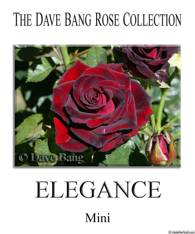 'Elegance (miniature, Bang)' rose photo