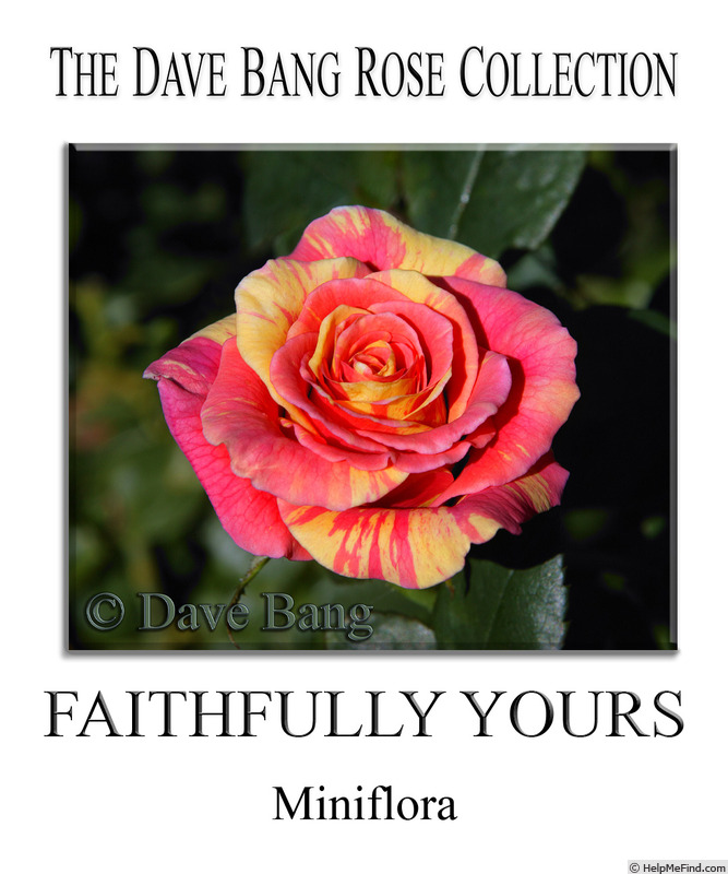 'Faithfully Yours' rose photo