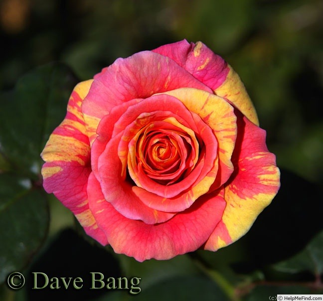 'Faithfully Yours' rose photo