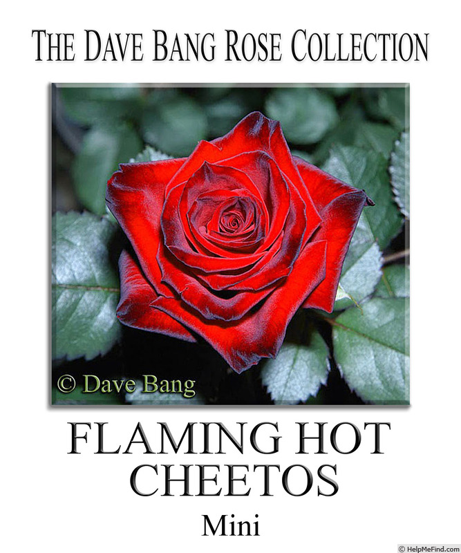 'Flaming Hot Cheetos' rose photo