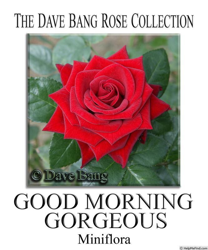 'Good Morning Gorgeous' rose photo