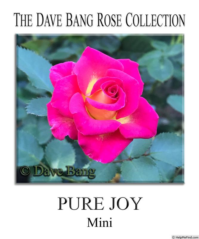 'Pure Joy' rose photo