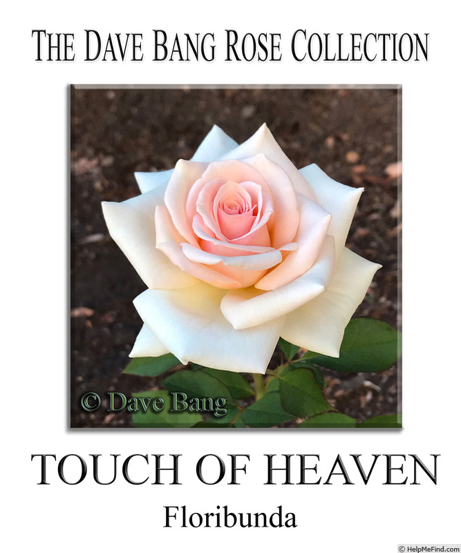 'Touch of Heaven' rose photo