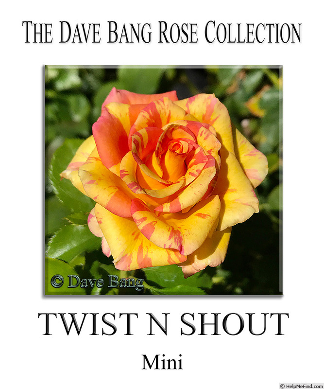 'Twist N Shout' rose photo