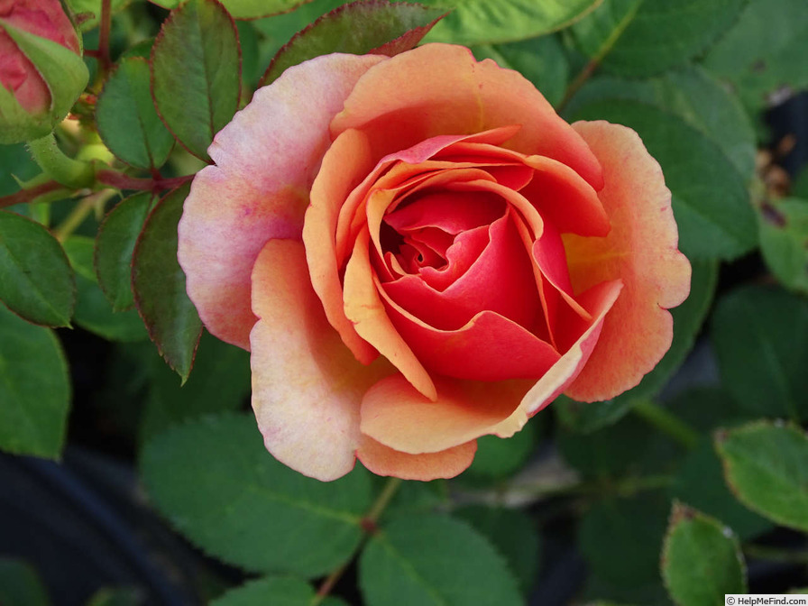 'Pilar Landecho' rose photo