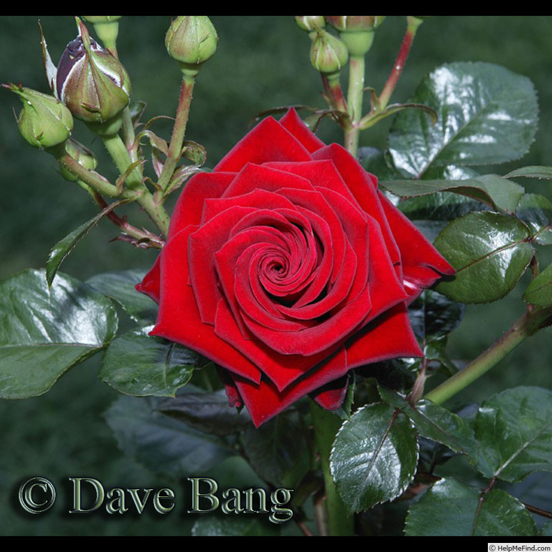 'Good Morning Gorgeous' rose photo