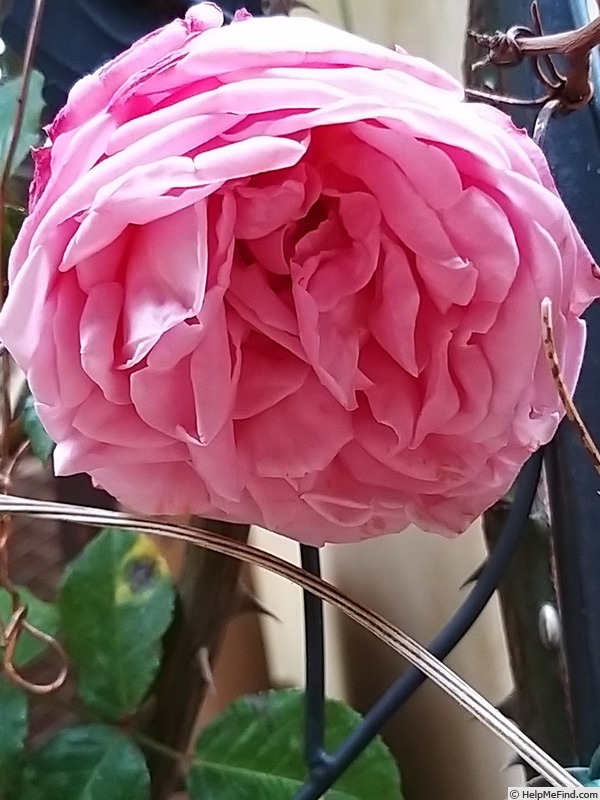 'Coral Dawn (Large Flowered Climber, Boerner,1952)' rose photo