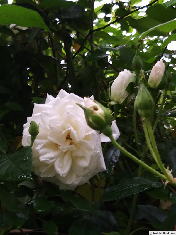 'Fée des Neiges, Cl.' rose photo