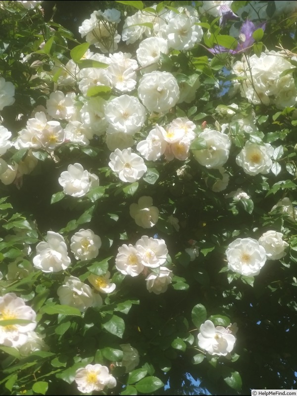 'Fée des Neiges, Cl.' rose photo