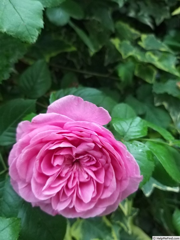 'Gertrude Jekyll' rose photo