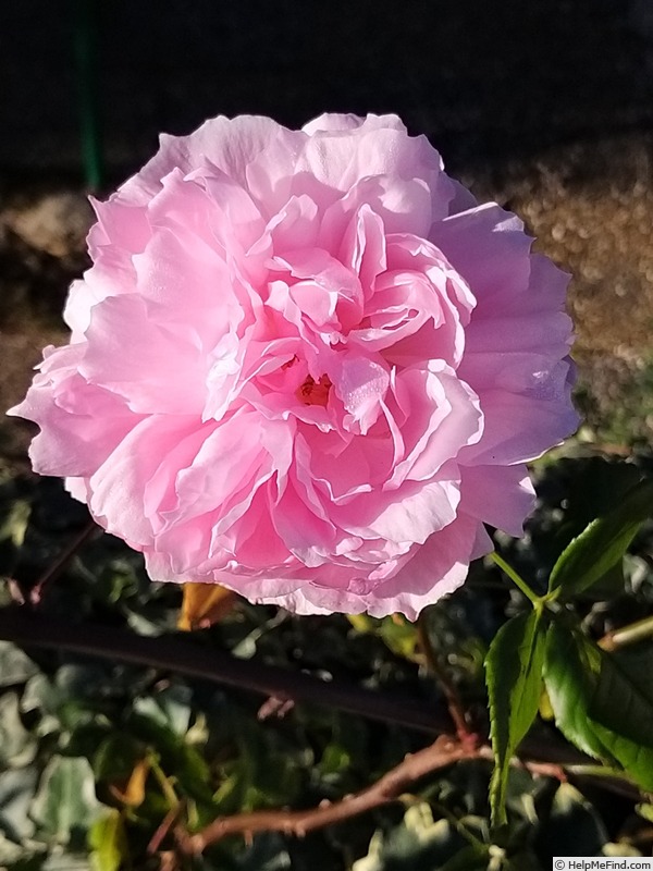 'Gertrude Jekyll ®' rose photo