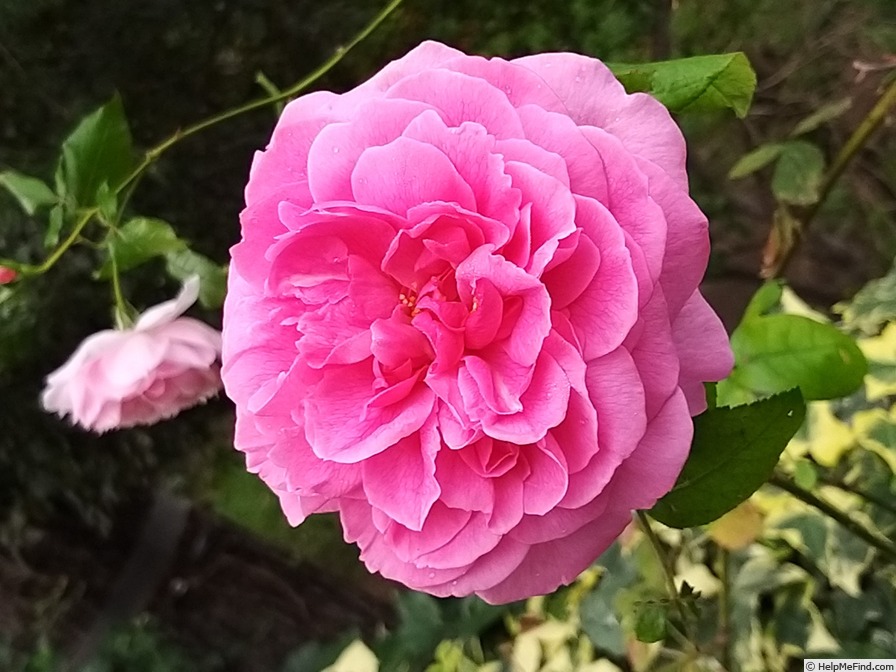 'Gertrude Jekyll' Rose Photo