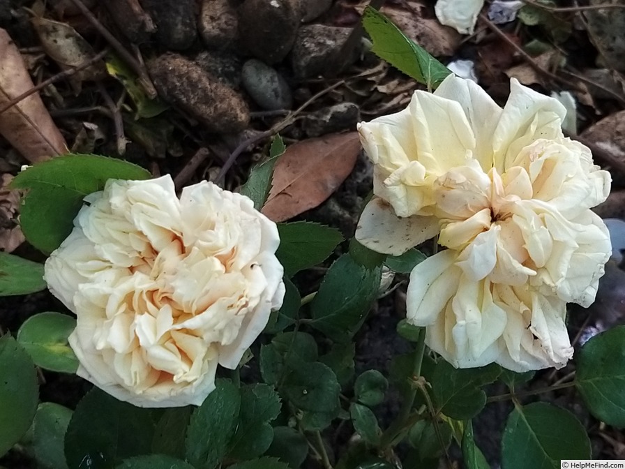 'Gloire de Dijon (Tea Noisette, Jacotot 1850)' rose photo