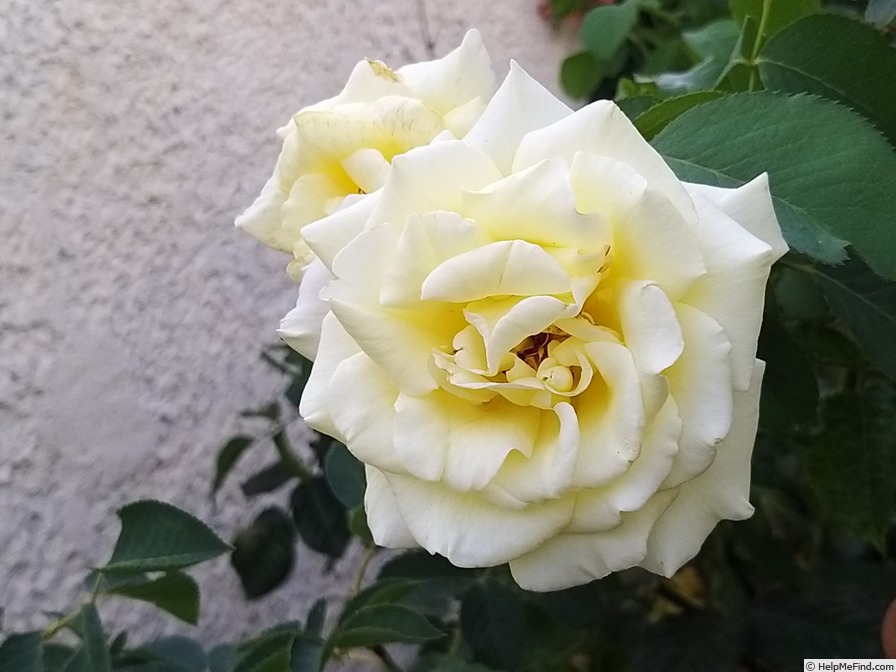 'Golden Gate ® (LCl, Kordes, 1995)' rose photo