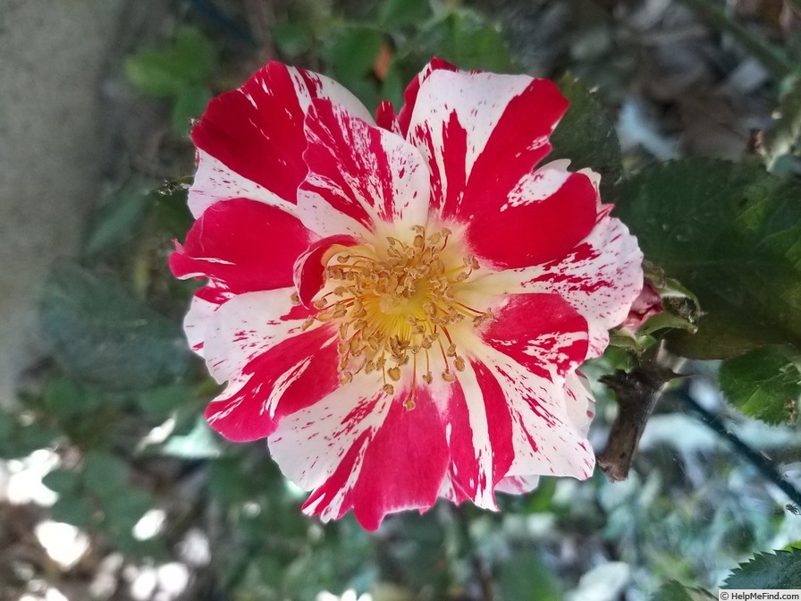 'Hanabi' rose photo