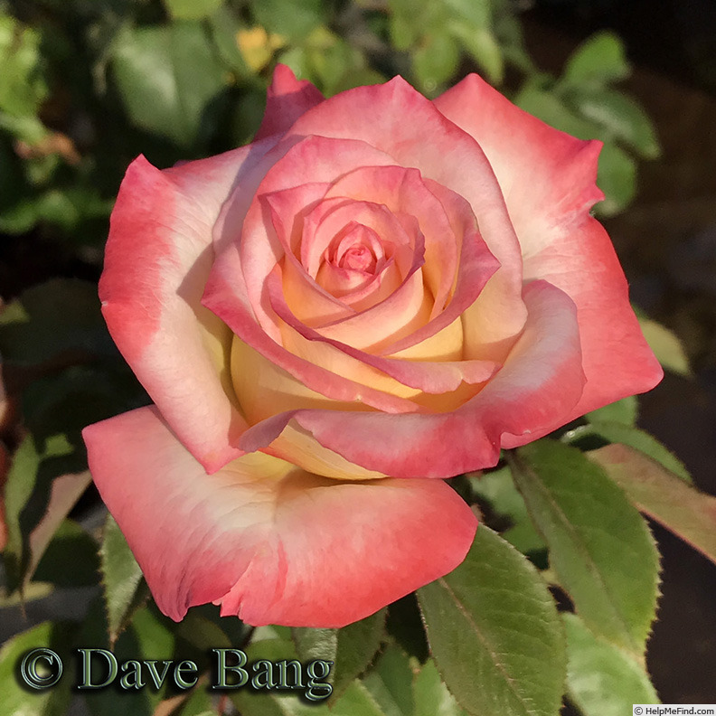 'Angel Kisses (floribunda, Bang 2015)' rose photo
