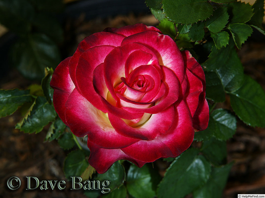 'Dreamcatcher (mini-flora, Bang 2012)' rose photo