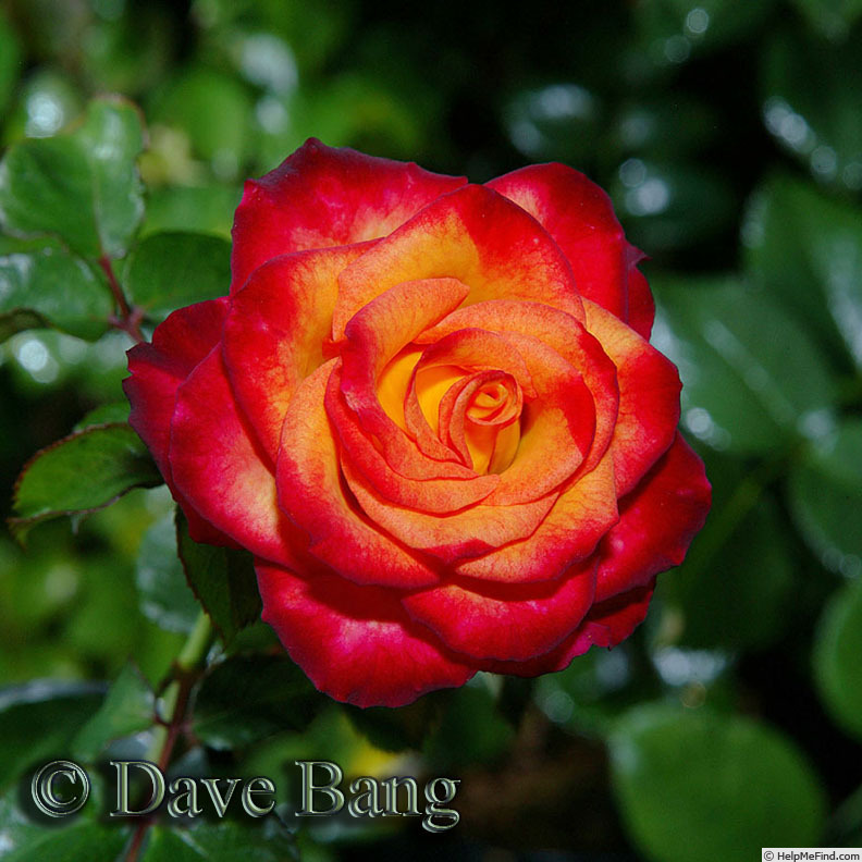 'Burning with Passion' rose photo