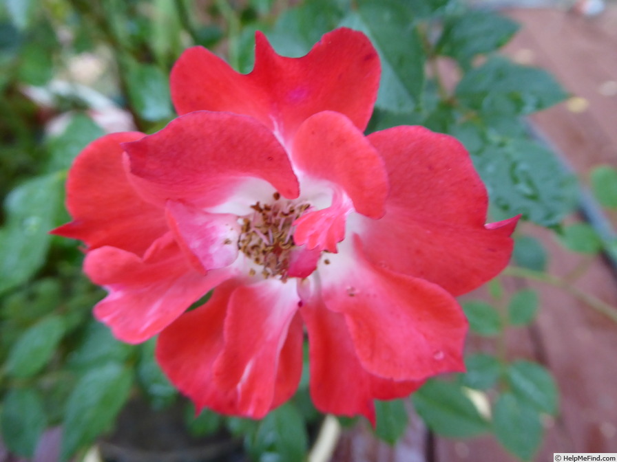'Mighty Mouse (Miniature)' rose photo