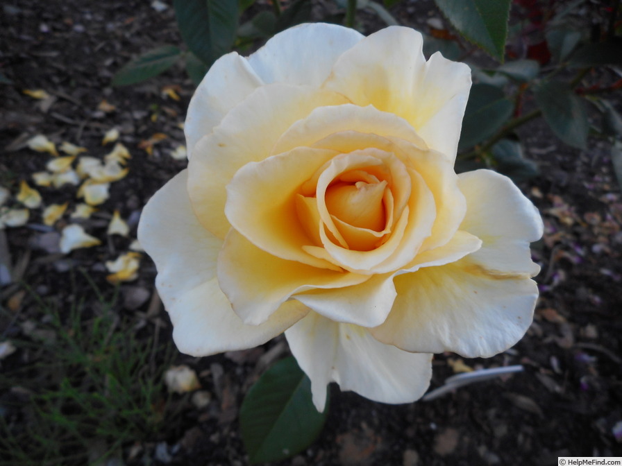 'Faith (hybrid tea, Horner, 1998)' rose photo