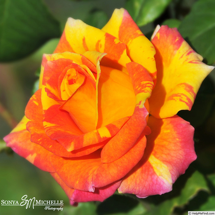 'Swirly Pop' rose photo