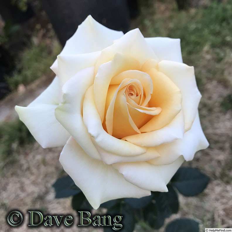 'Hi Honey' rose photo