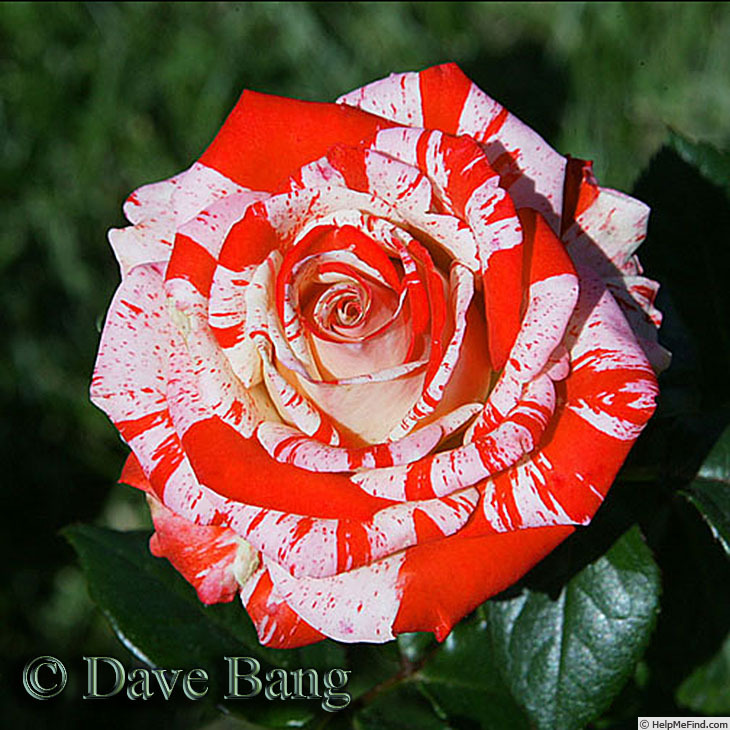 'Dreamsicle ™ (miniature, Bang 2012)' rose photo