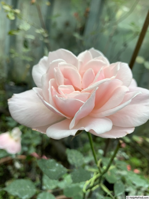'Sergio, Rose Savant ™' rose photo