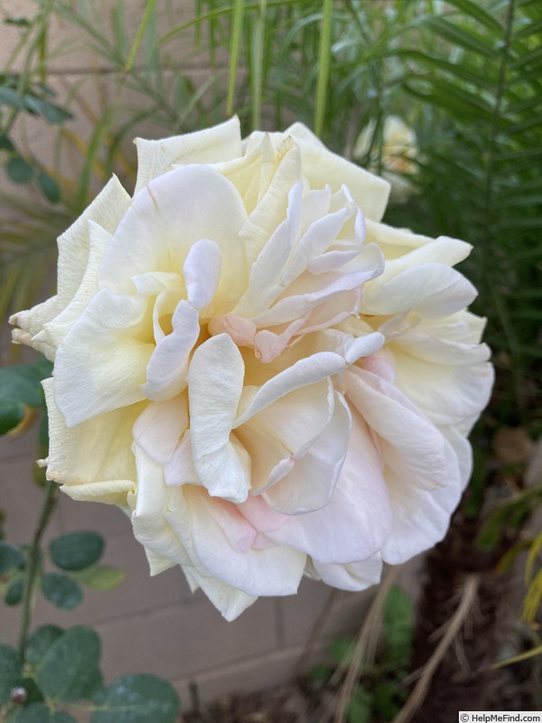 'Amelia Earhart (Hybrid Tea, Reymond, 1929)' rose photo