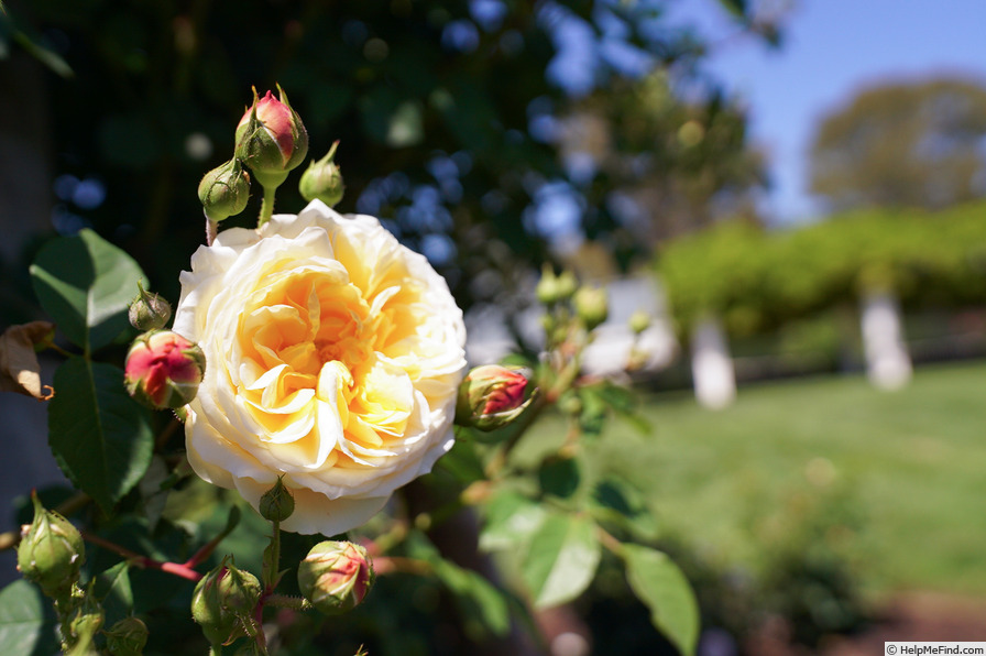 'Teasing Georgia' rose photo