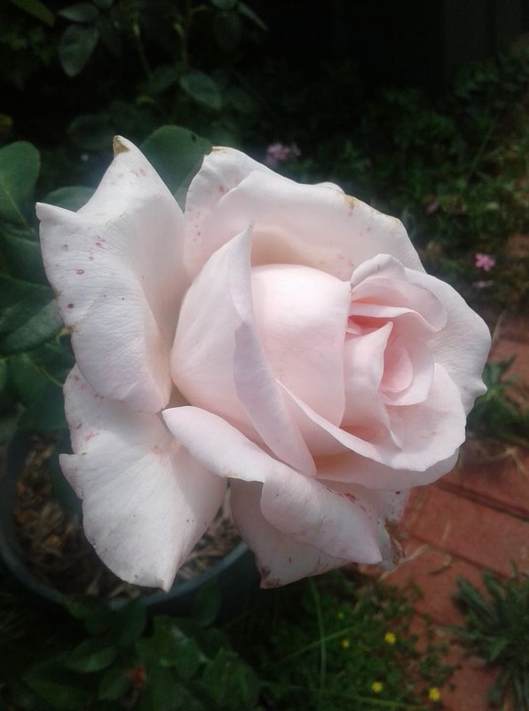 'Reach for Recovery' rose photo