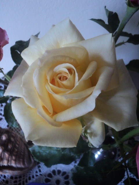 'Rosanna Jacobs' rose photo