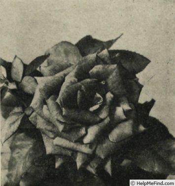 'Pigalle (hybrid tea, Meilland, 1951)' rose photo