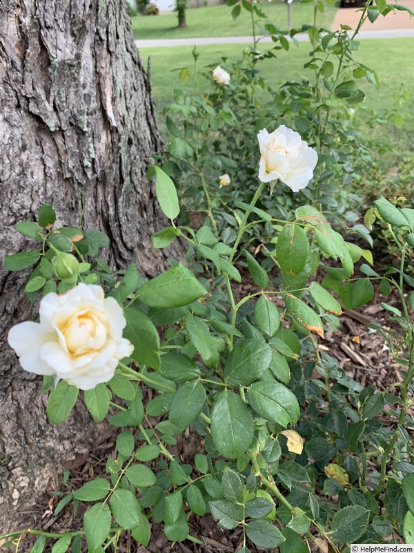 'AUSprior' rose photo