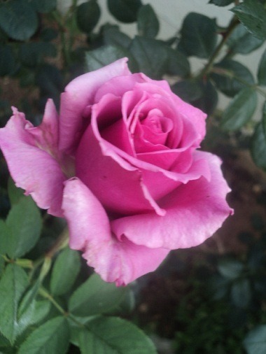 'Ingrid Kast DAV' rose photo