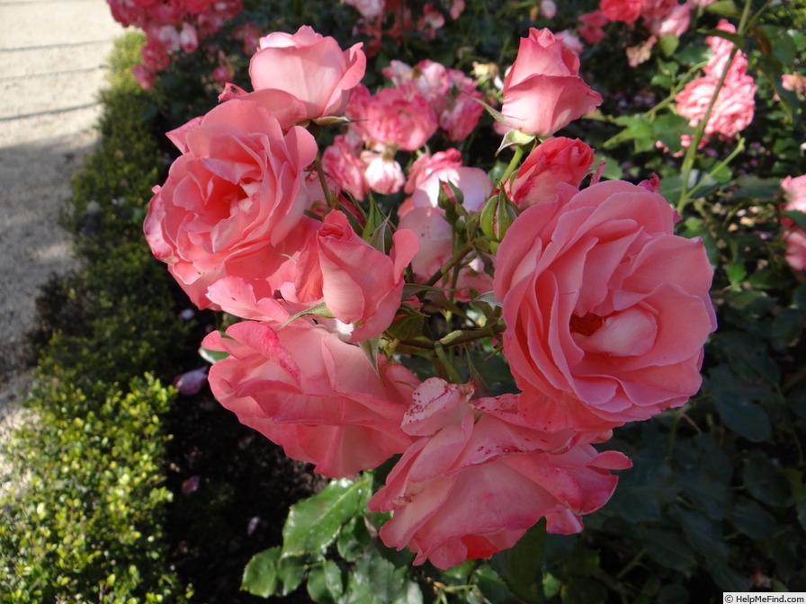 'COCathes' rose photo