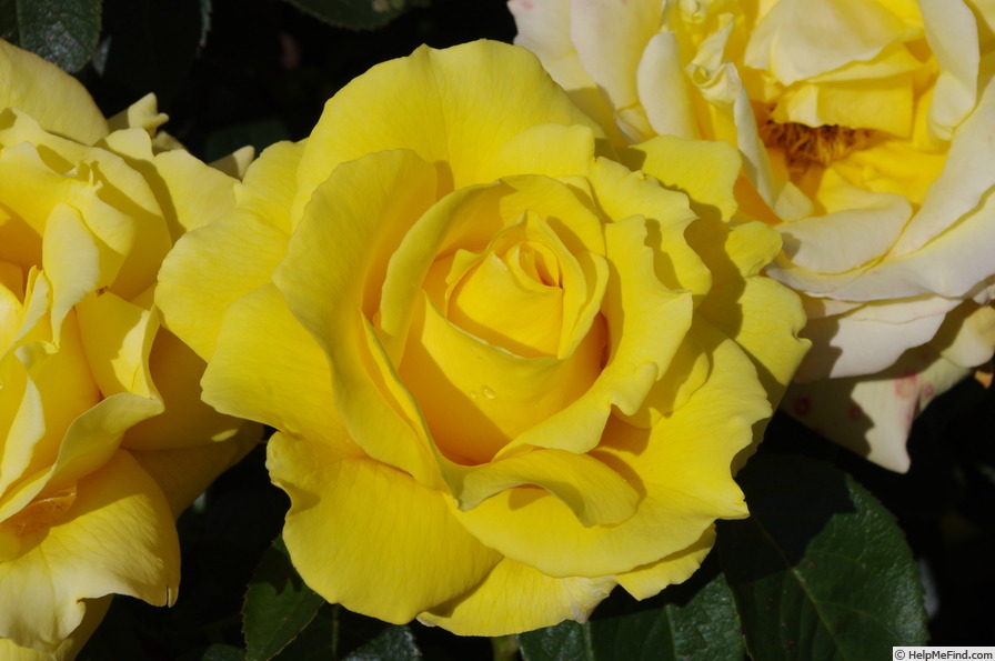 'Princess Michael of Kent ®' rose photo