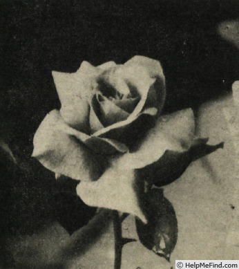 'Auréole' rose photo