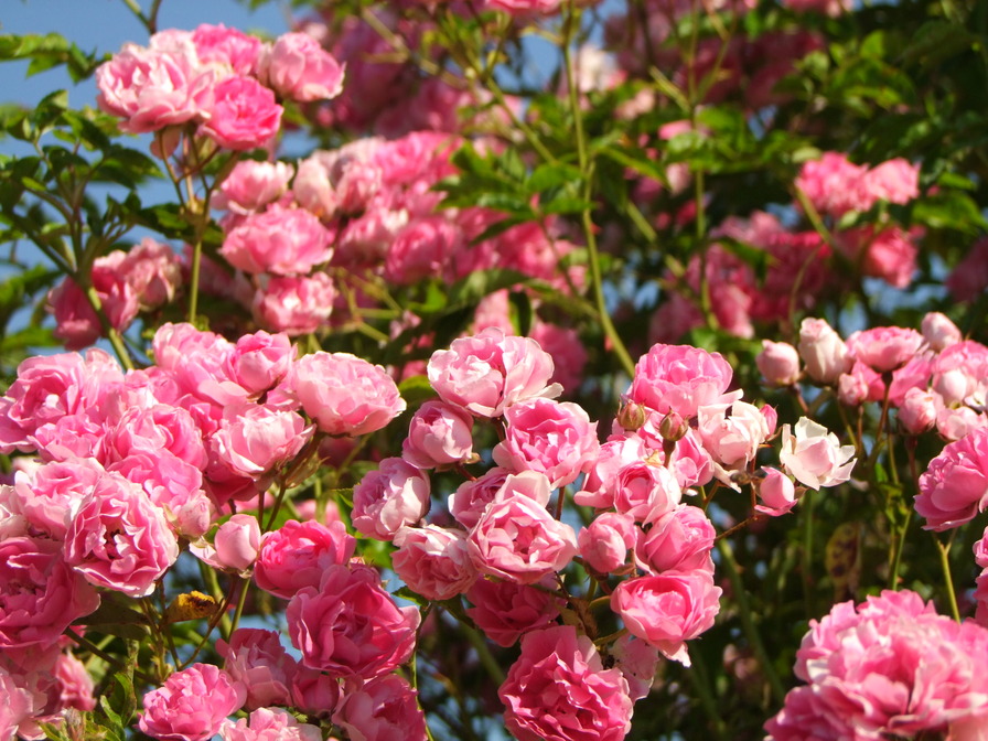 'Perle vom Wienerwald' rose photo