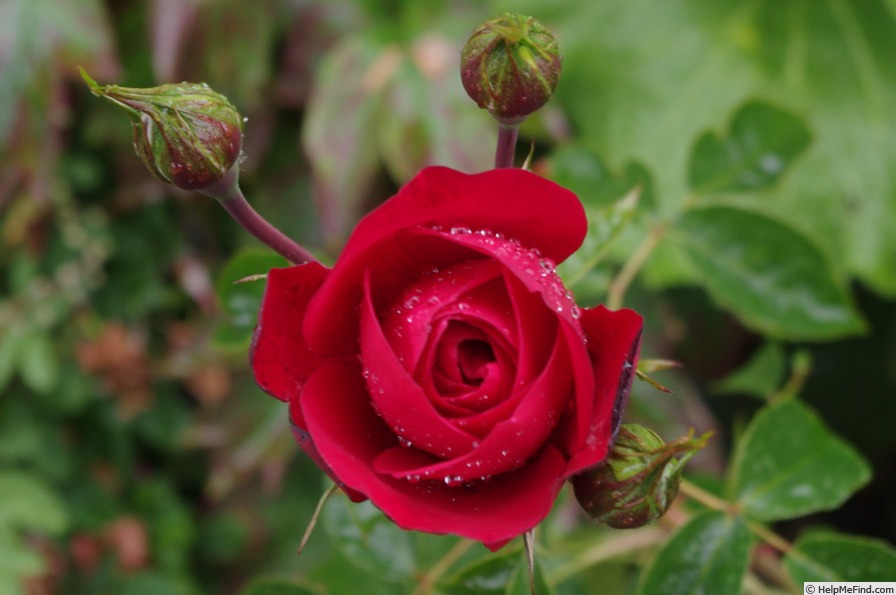 'Red Letter Day (shrub, Beales, 2012)' rose photo