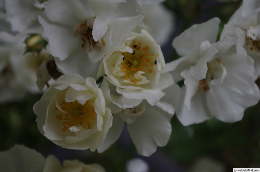 'Rambling Rector' rose, click to enlarge 'Rambling Rector' rose photo
